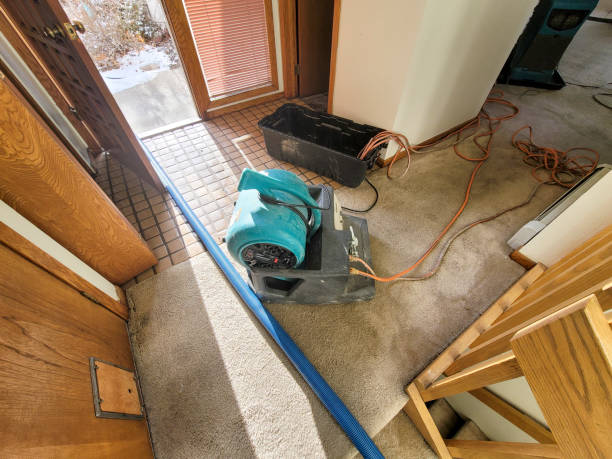 Best Mold removal after water damage  in Hinton, WV