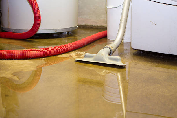 Best Mold removal after water damage  in Hinton, WV